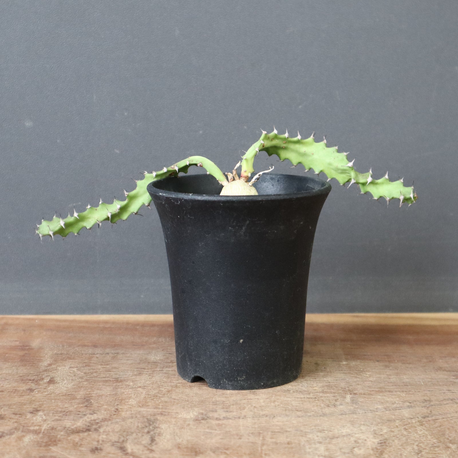 E.スクアローサ 01 – TaiShoDo ONLINE SHOP