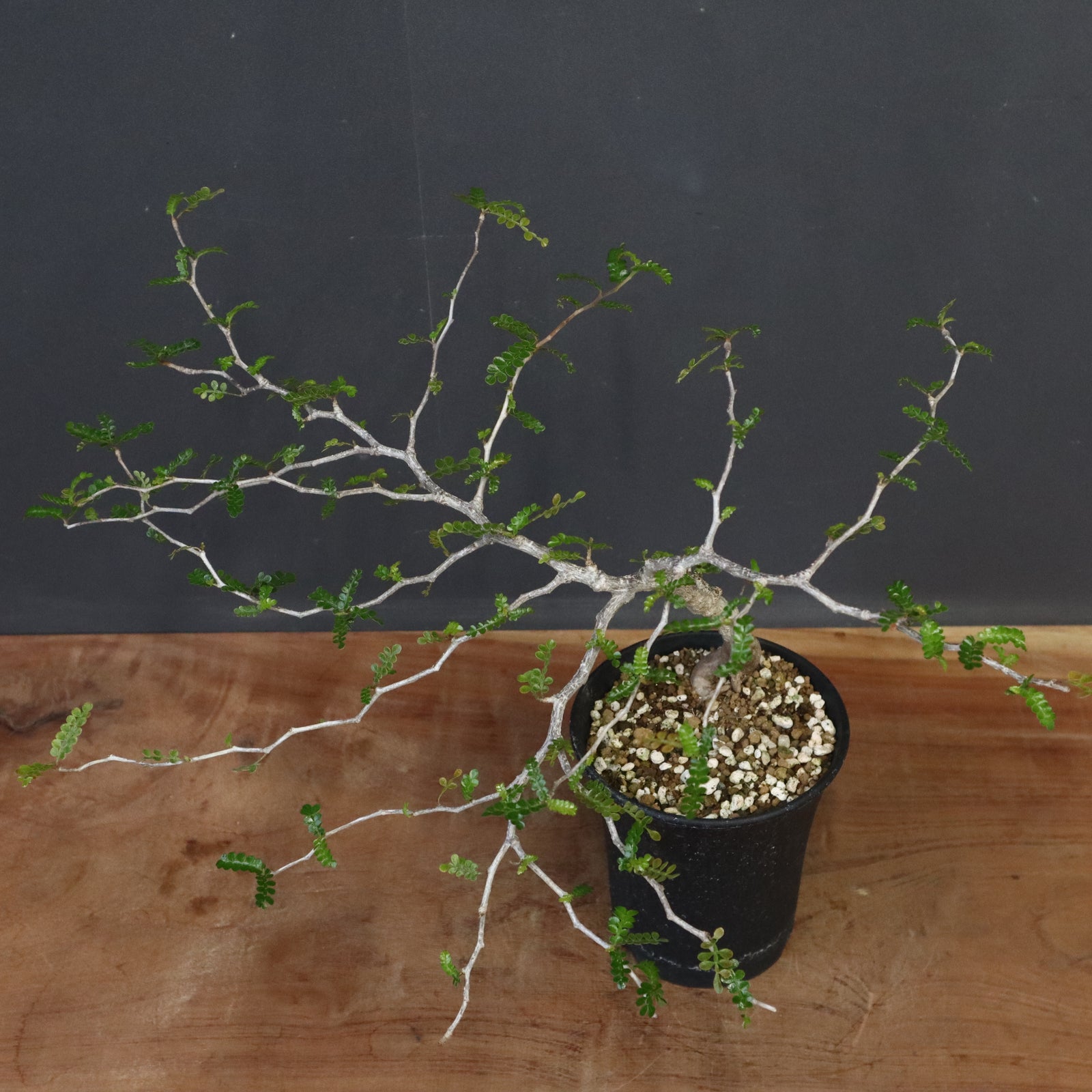 O.パキプス（実生）32 – TaiShoDo ONLINE SHOP