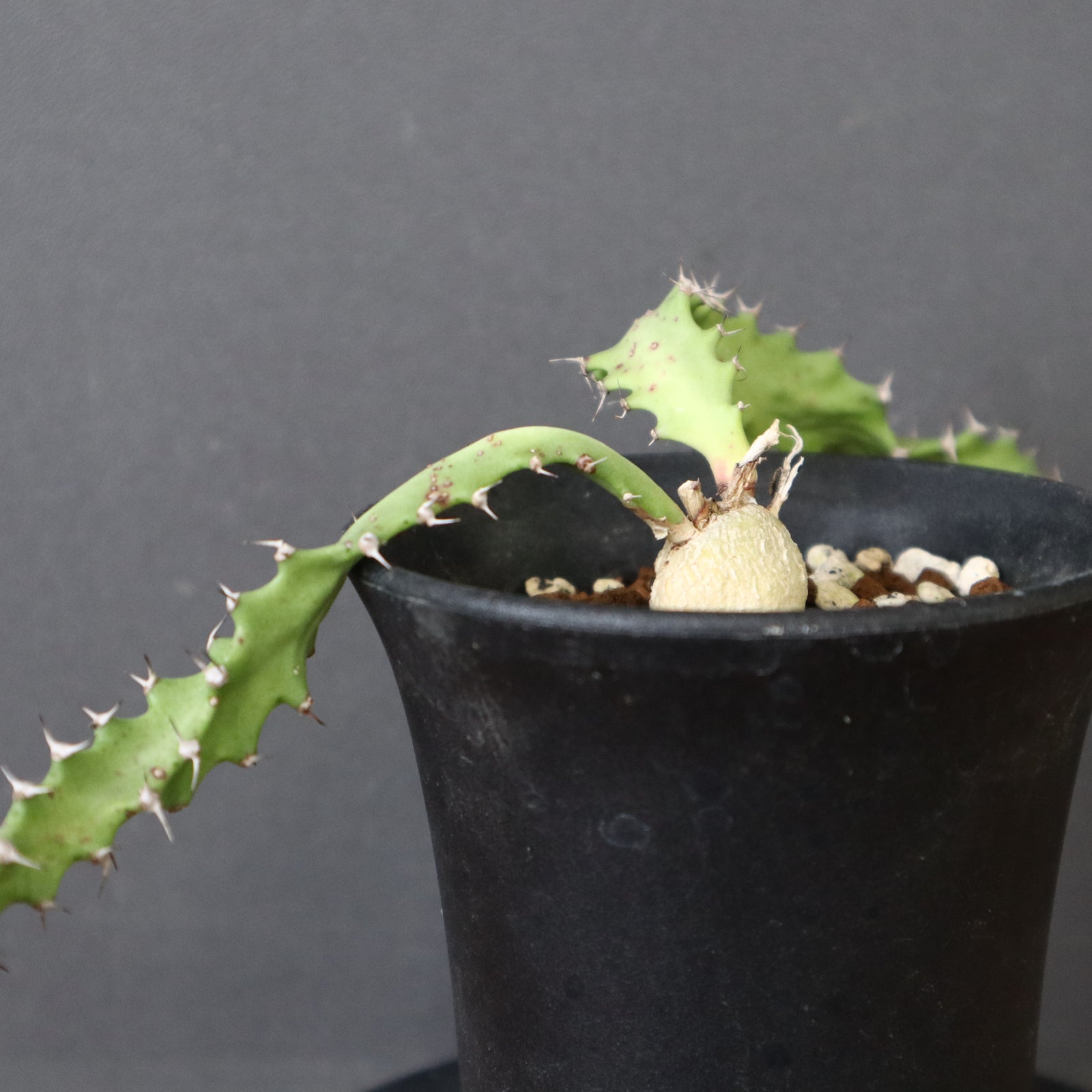 E.スクアローサ 01 – TaiShoDo ONLINE SHOP