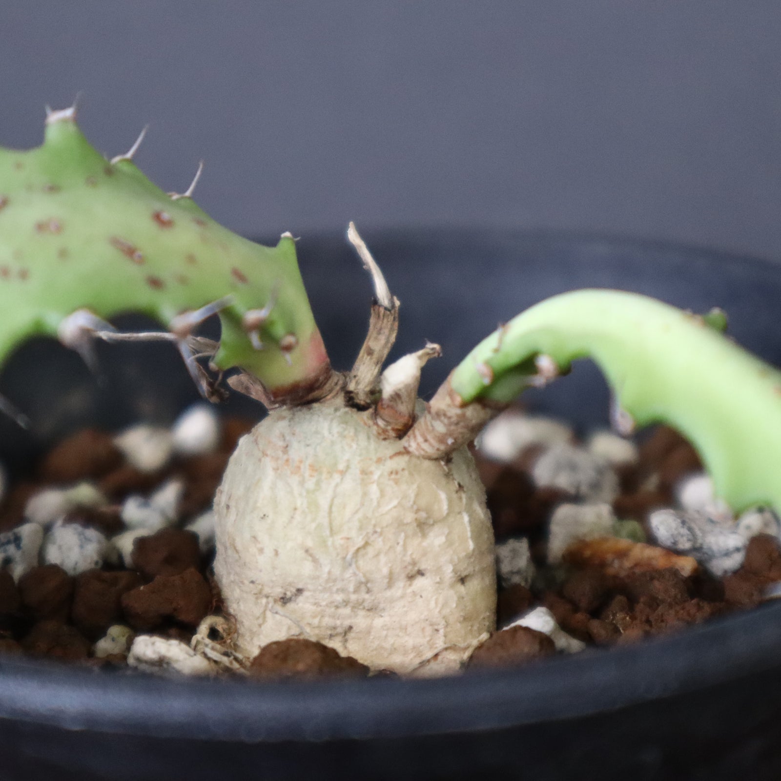 E.スクアローサ 01 – TaiShoDo ONLINE SHOP