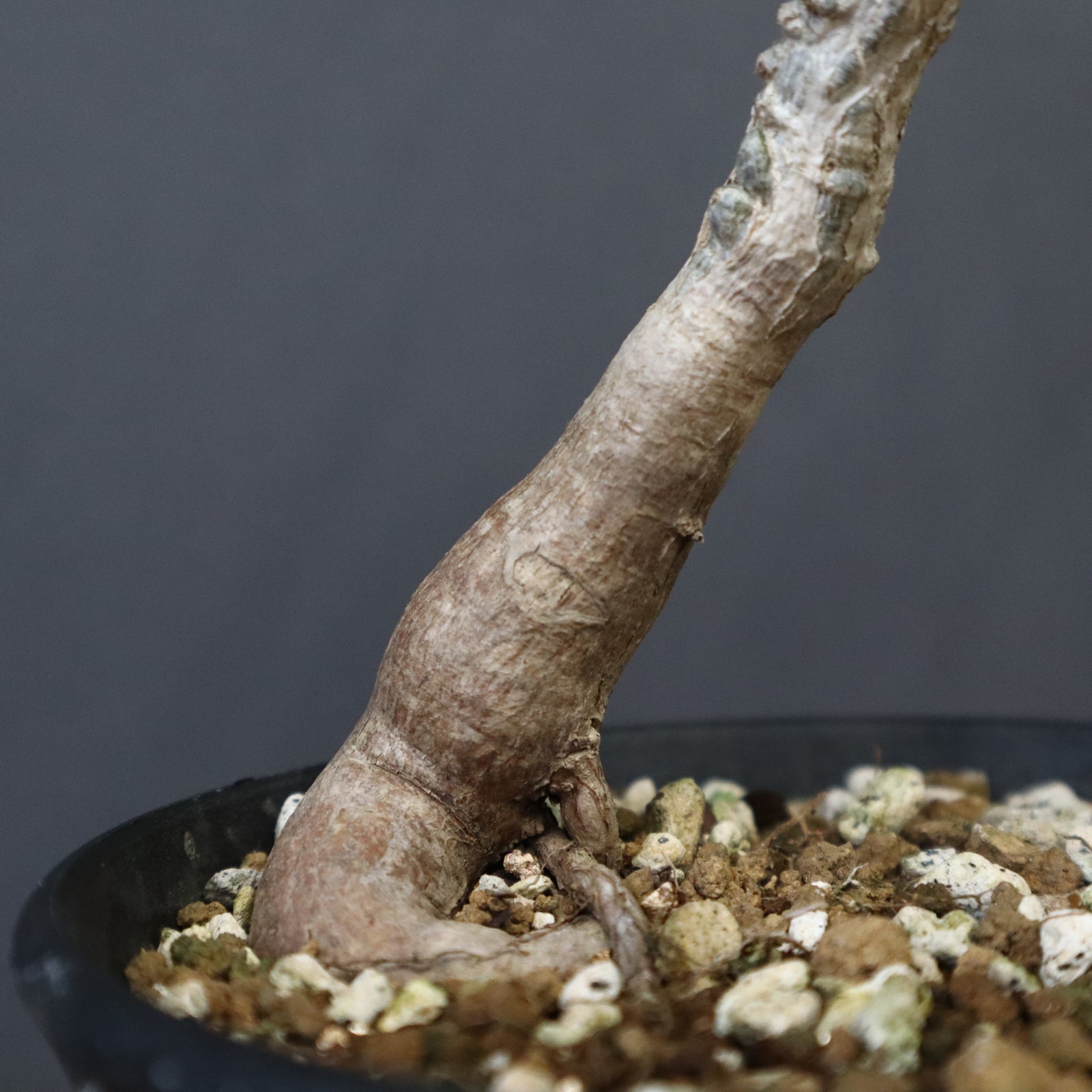 O.パキプス（実生）32 – TaiShoDo ONLINE SHOP