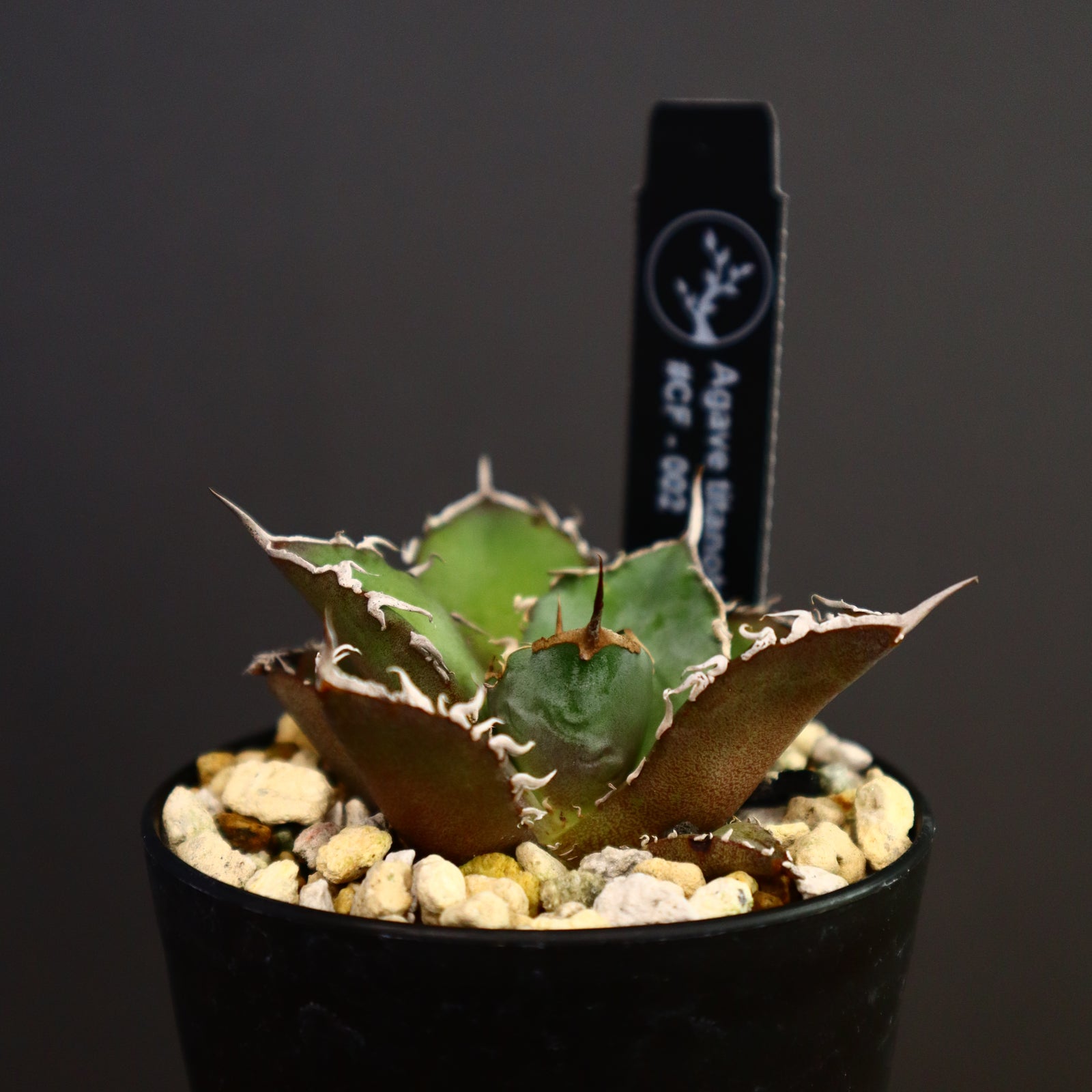 YT-YF アガベ 鉢 検)カタチ製作所 ytyf アガベ チタノタ 陶器鉢