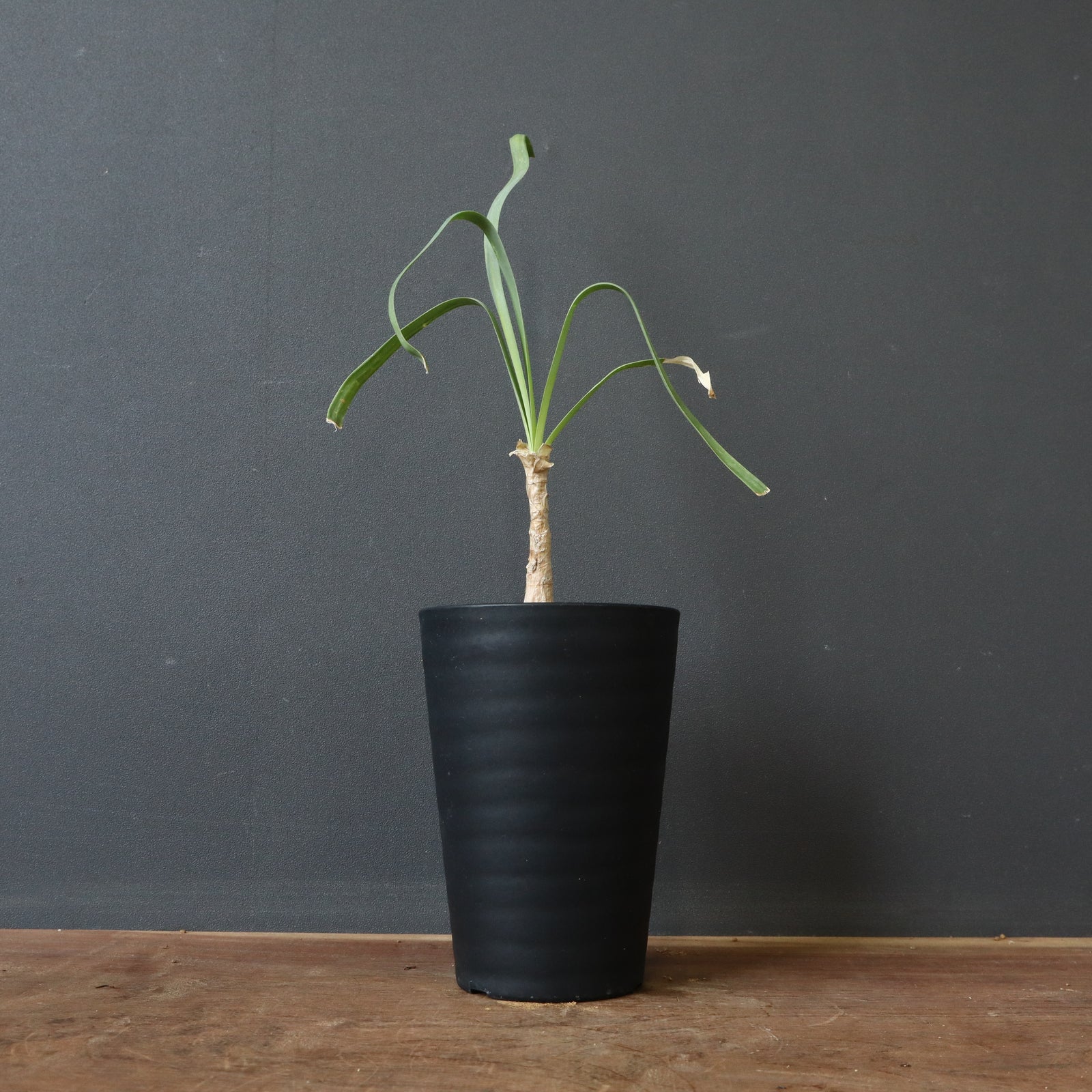 ブーファン・ディスティチャ（実生）2 – TaiShoDo ONLINE SHOP