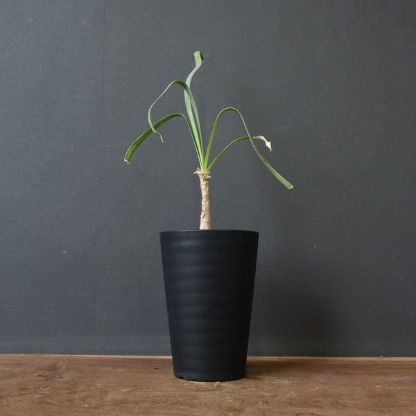 ブーファン・ディスティチャ（実生）2 – TaiShoDo ONLINE SHOP