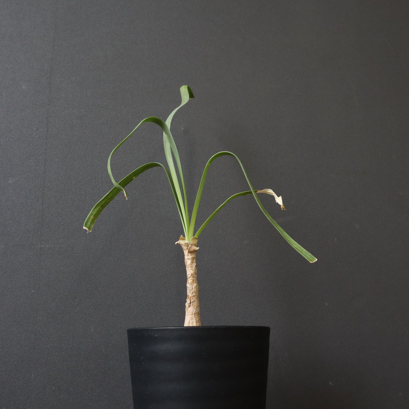 ブーファン・ディスティチャ（実生）2 – TaiShoDo ONLINE SHOP