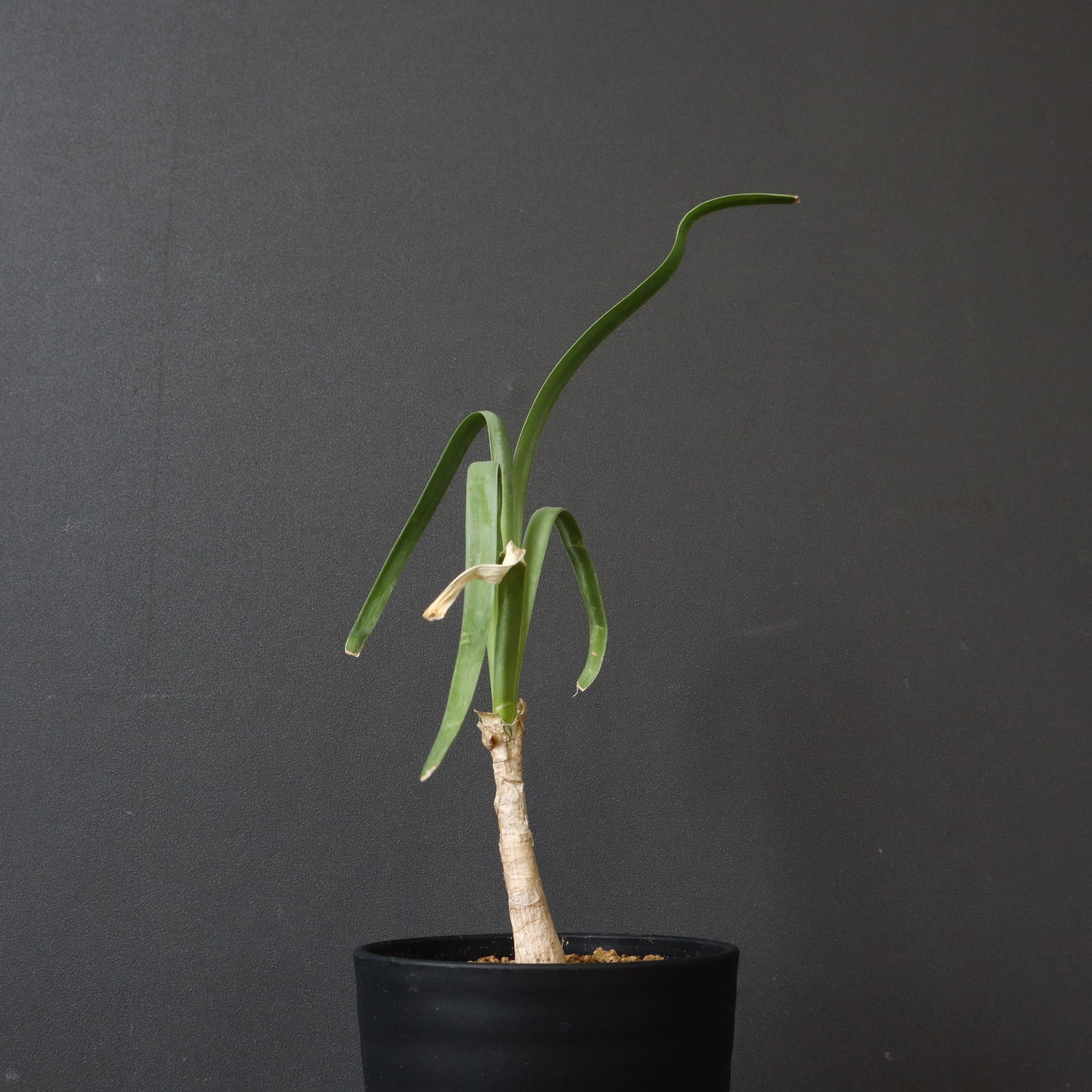 IMG_2460_2b80428a-853b-4fd1-