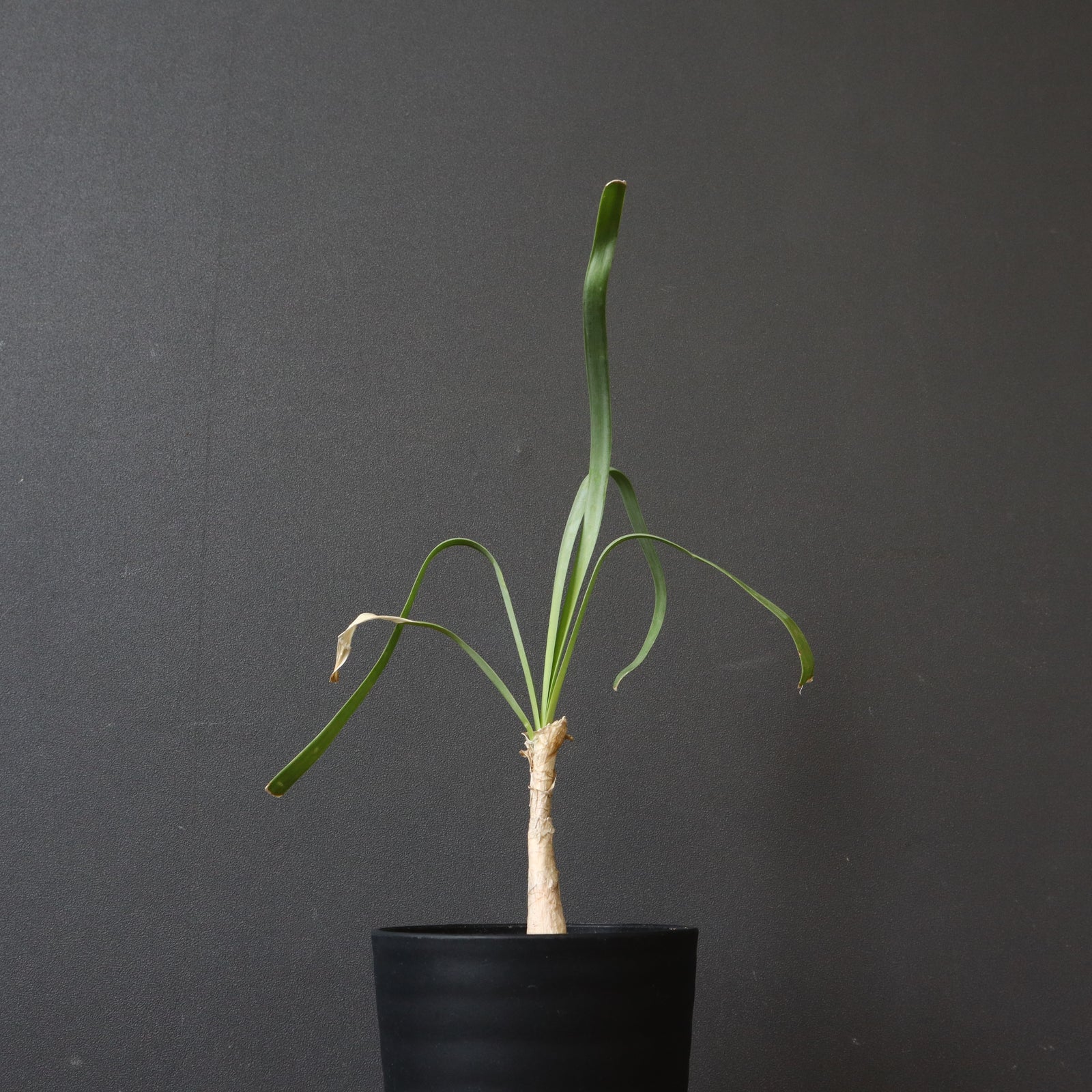 ブーファン・ディスティチャ（実生）2 – TaiShoDo ONLINE SHOP