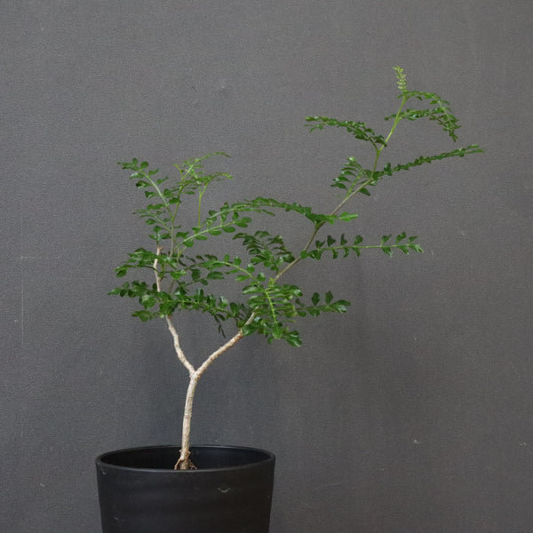 オペルクリカリア・パキプス – TaiShoDo ONLINE SHOP