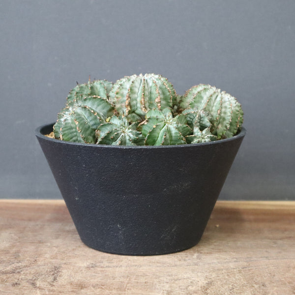 E.ホリダ群生 4 – TaiShoDo ONLINE SHOP