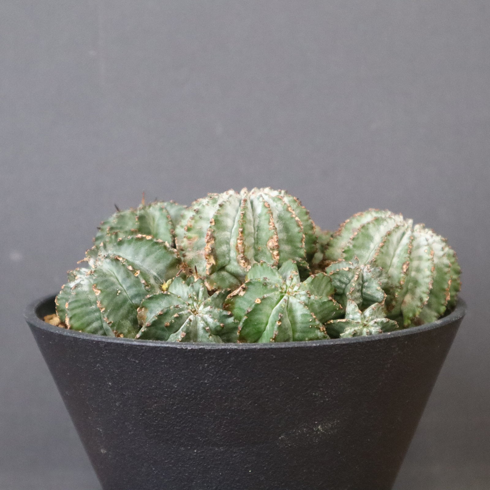 E.ホリダ群生 4 – TaiShoDo ONLINE SHOP