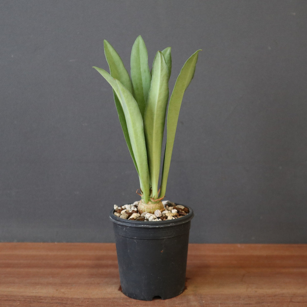 TaiShoDo ONLINE SHOP 塊根植物 多肉植物通販