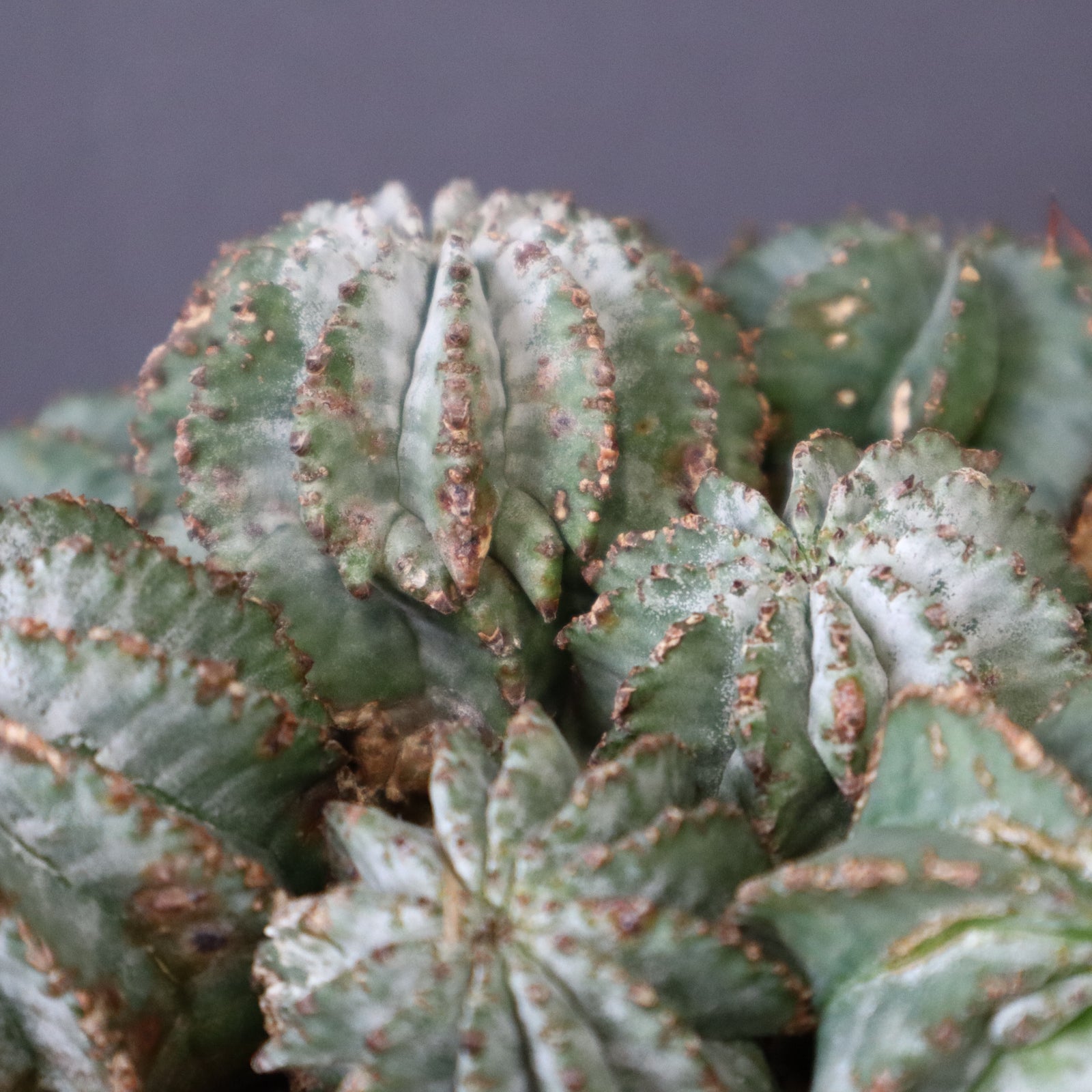 E.ホリダ群生 4 – TaiShoDo ONLINE SHOP