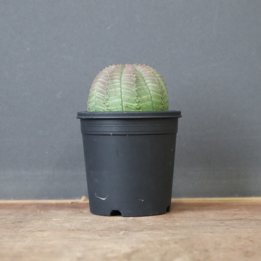 【特大・プロレス株！！！】ユーフォルビア・オベサ② 特大・プロレス株！！！】ユーフォルビア・オベサ②