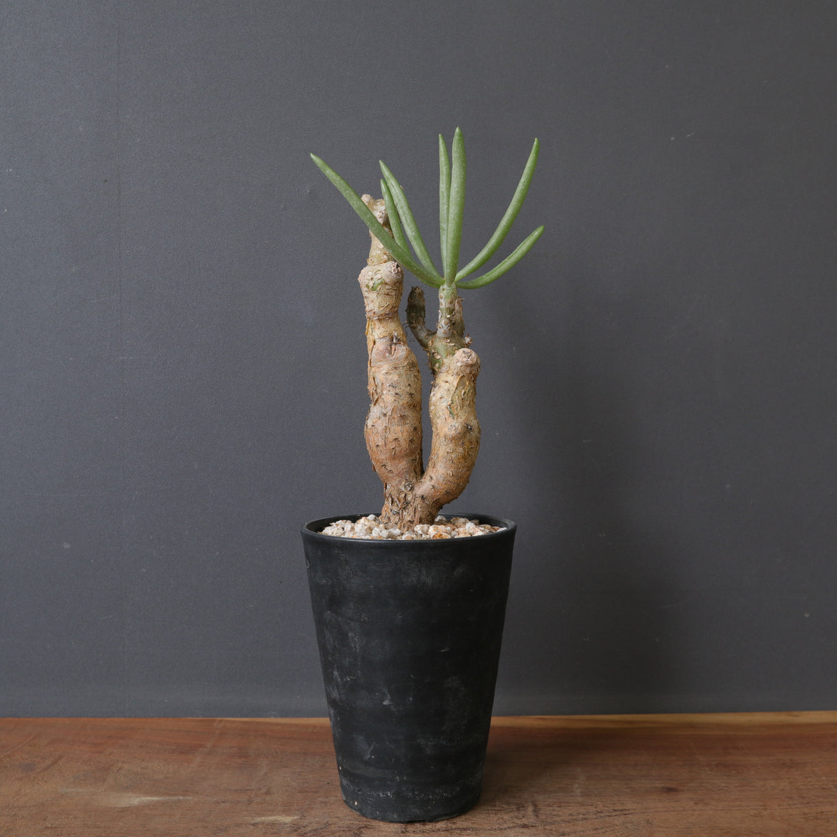 塊根植物 – 18ページ目 – TaiShoDo ONLINE SHOP