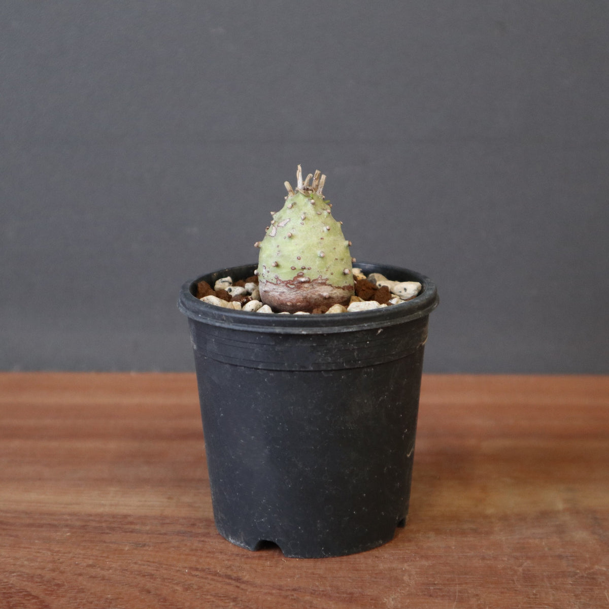 TaiShoDo ONLINE SHOP 塊根植物 多肉植物通販