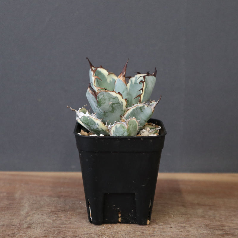 アガベ BB アガベ BB（白） EC2492 – TaiShoDo ONLINE SHOP