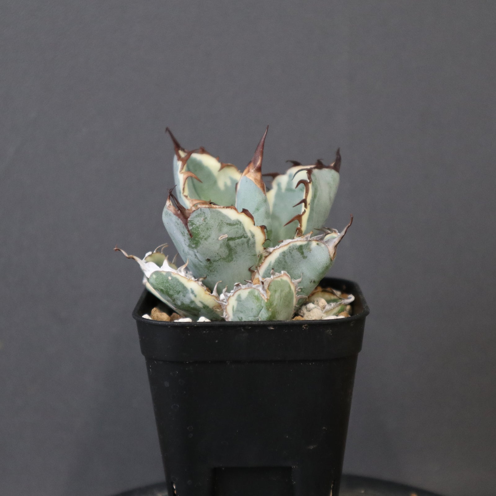 アガベ BB（白） EC2492 – TaiShoDo ONLINE SHOP