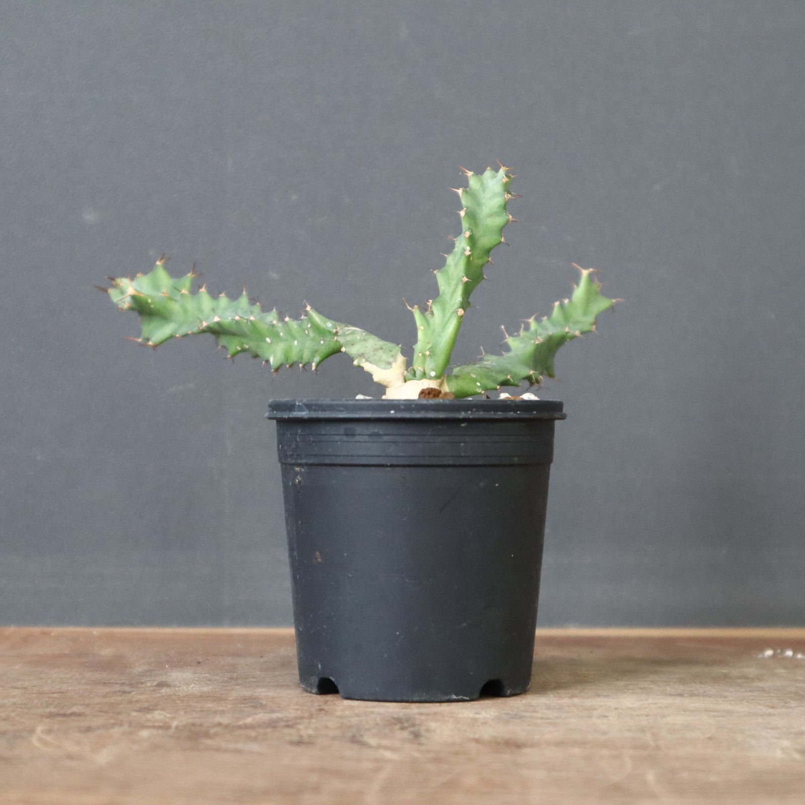 E.クラビゲラ (実生) 10 – TaiShoDo ONLINE SHOP