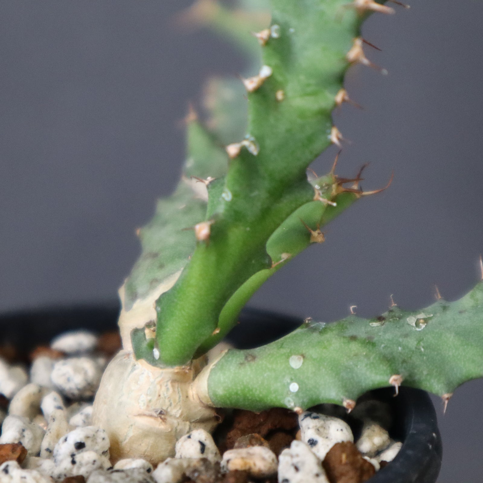 E.クラビゲラ (実生) 10 – TaiShoDo ONLINE SHOP