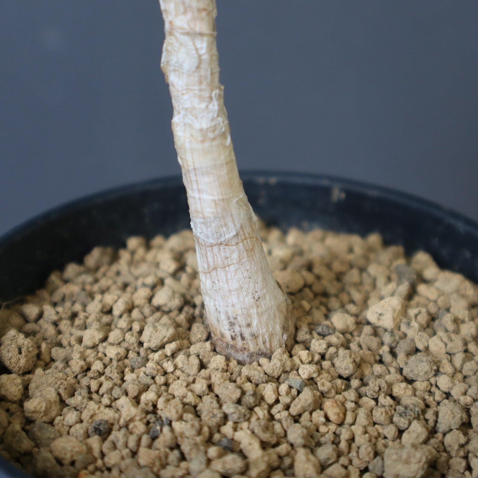 ブーファン・ディスティチャ（実生）2 – TaiShoDo ONLINE SHOP