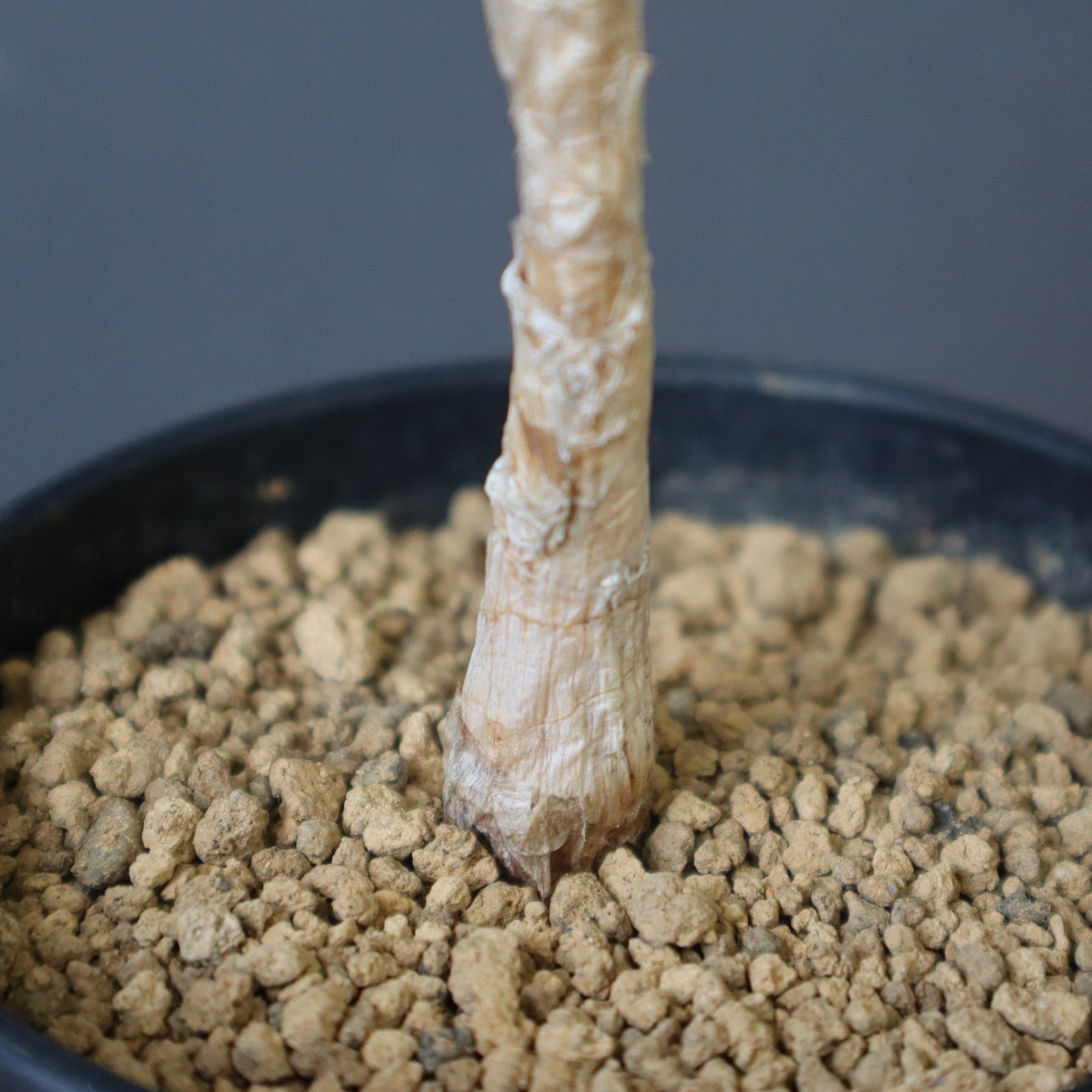 ブーファン・ディスティチャ（実生）2 – TaiShoDo ONLINE SHOP