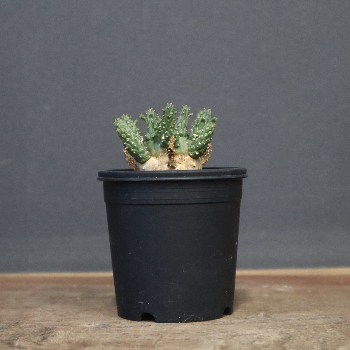 ④同包 ユーフォルビア ルディス ④同包 ユーフォルビア ルディス ④同