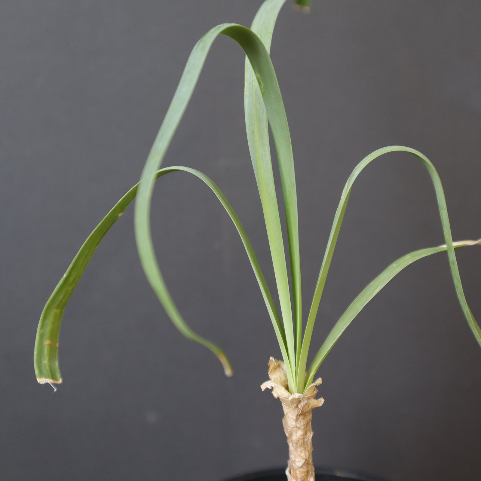 ブーファン・ディスティチャ（実生）2 – TaiShoDo ONLINE SHOP