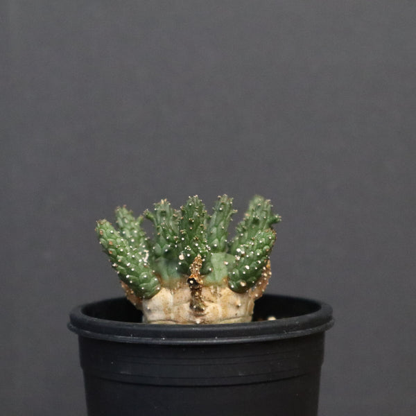 E.ガムケンシス 16