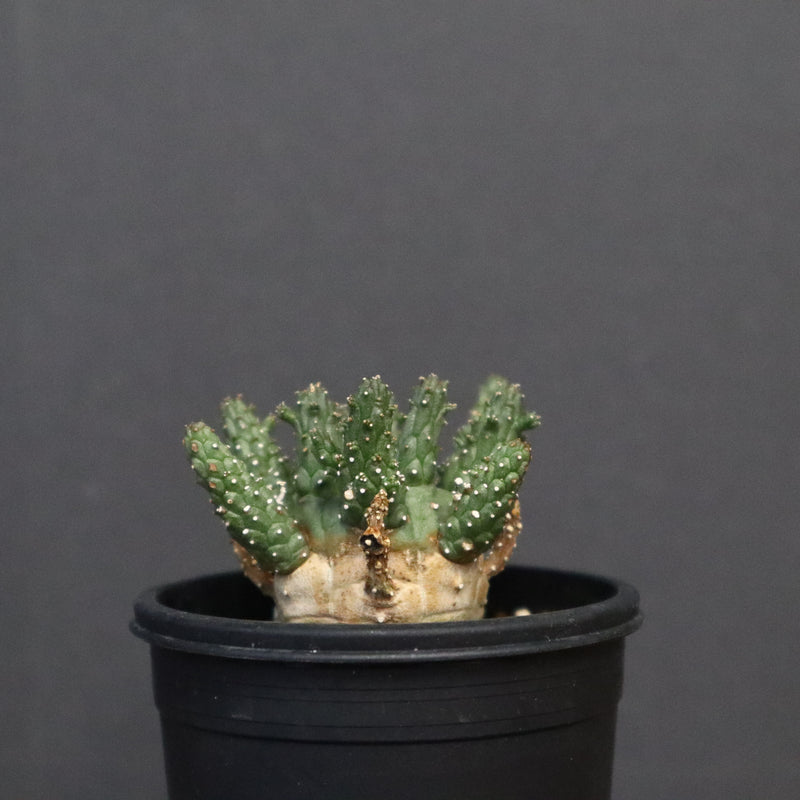 E.ガムケンシス 16