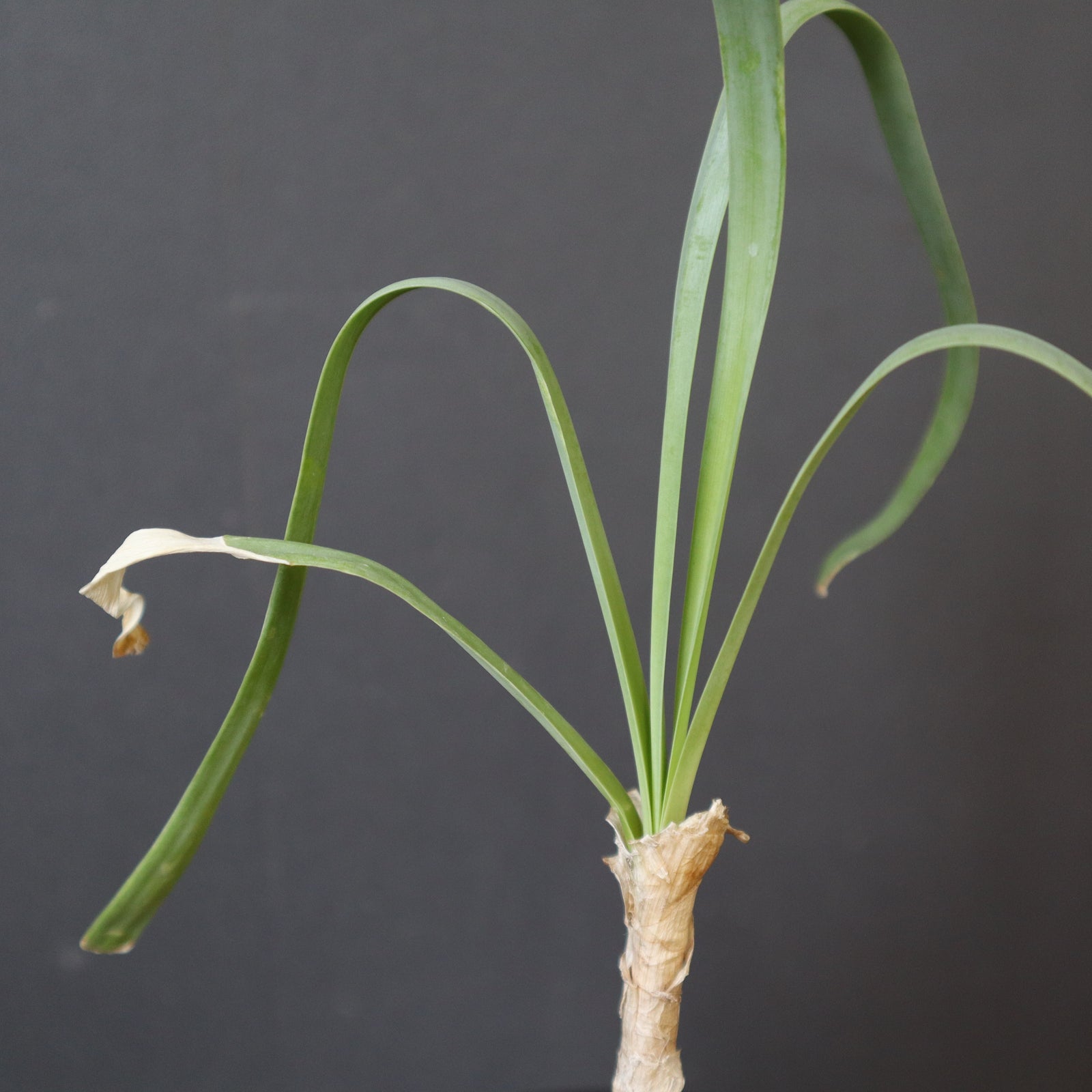 ブーファン・ディスティチャ（実生）2 – TaiShoDo ONLINE SHOP