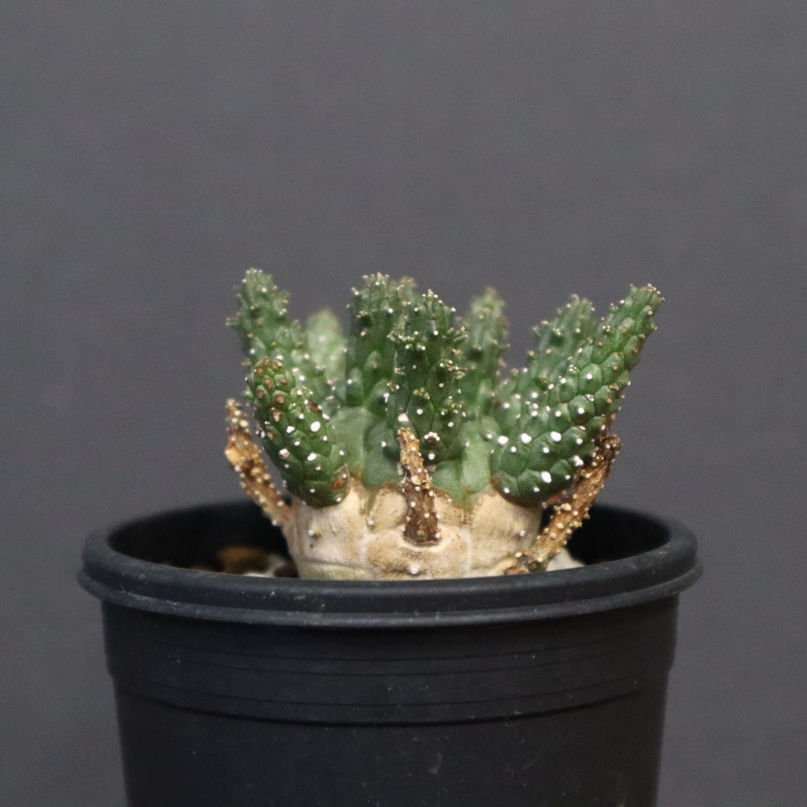 ユーフォルビア ガムケンシス (3個) E.ガムケンシス 16 – TaiShoDo ONLINE SHOP