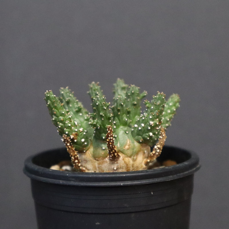 E.ガムケンシス 16