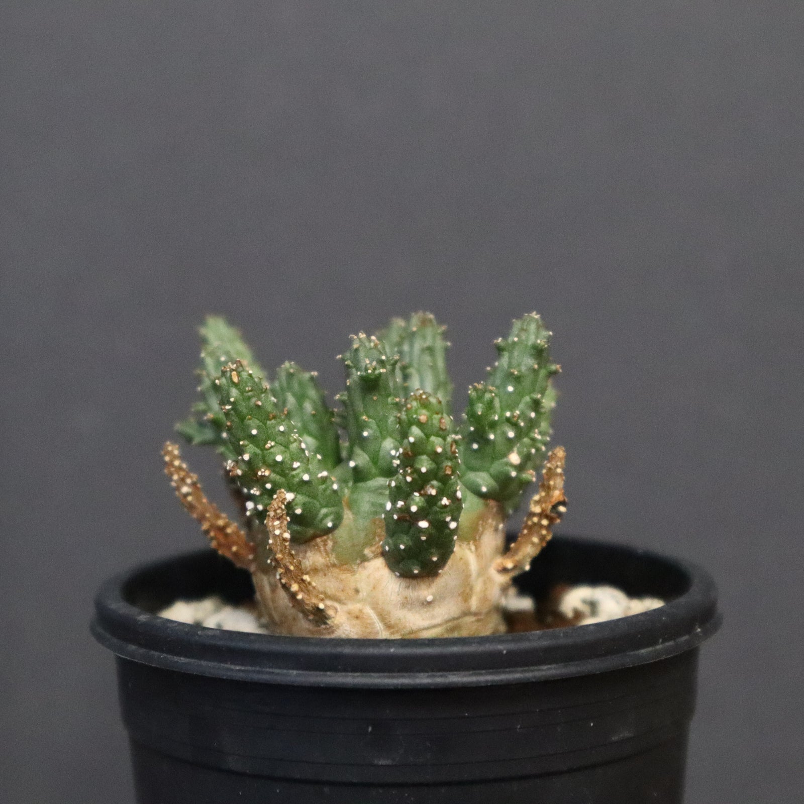 E.ガムケンシス 16 – TaiShoDo ONLINE SHOP