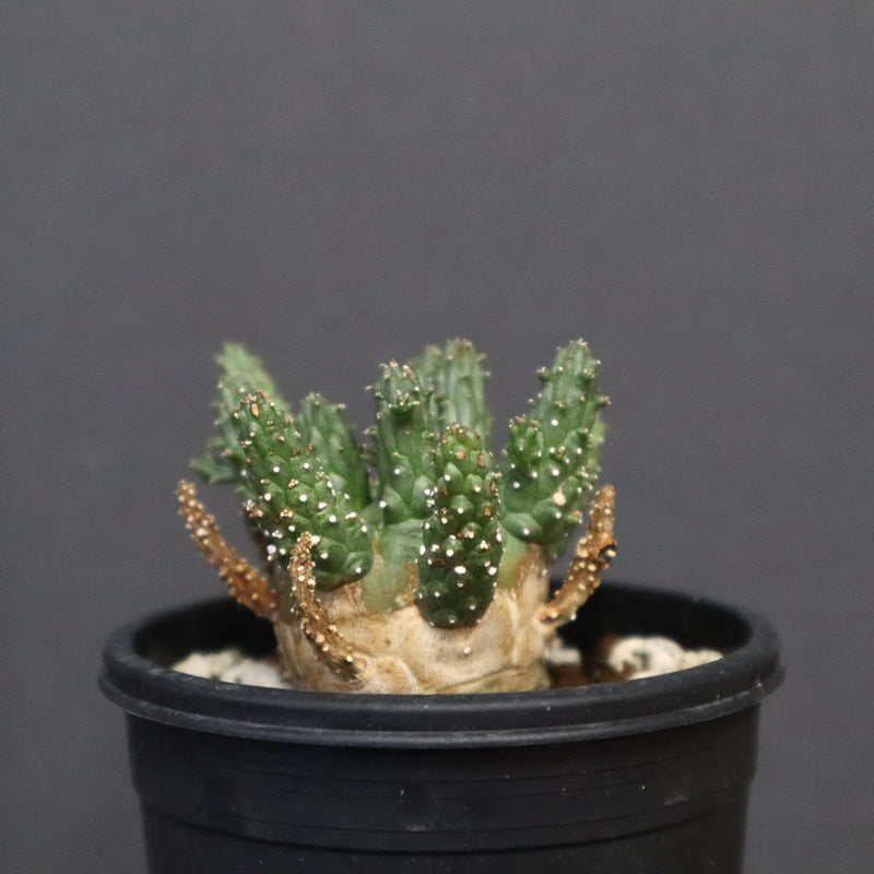 E.ガムケンシス 16