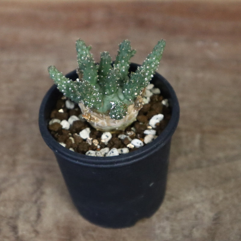E.ガムケンシス 16