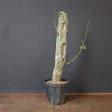 A.アクレアータ 11