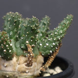 E.ガムケンシス 16