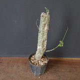 A.アクレアータ 11