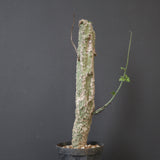 A.アクレアータ 11