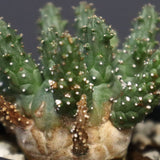 E.ガムケンシス 16