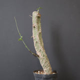 A.アクレアータ 11