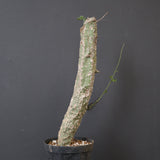 A.アクレアータ 11