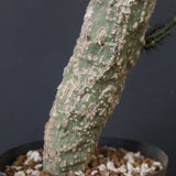 A.アクレアータ 11