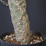 A.アクレアータ 11