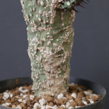 A.アクレアータ 11