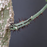 A.アクレアータ 11