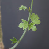 A.アクレアータ 11