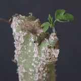 A.アクレアータ 11