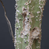 A.アクレアータ 11