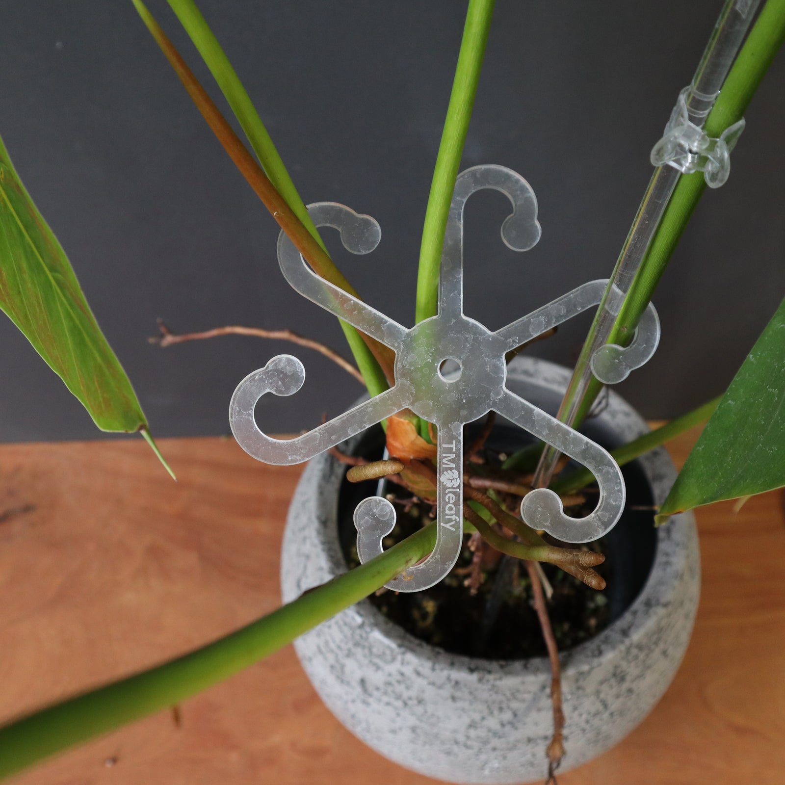 PLANTS ON WHITE】 Leafyステムフック – TaiShoDo ONLINE SHOP